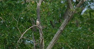 Download Lesser grey shrike or Lanius minor bird for free