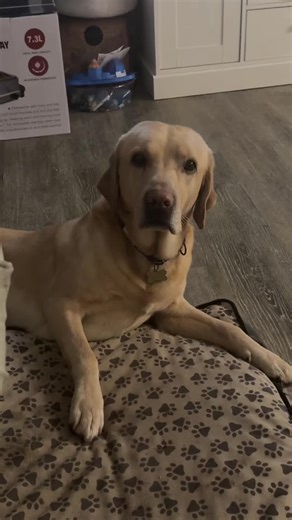 #fyp #foryoupage #dog #labrador #funnyvideo