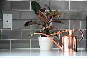 Ficus elástica Ruby: una delicada variedad del clásico gomero perfecta para decorar la casa