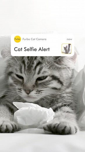 🐾 Selfie alert! 📸 Furbo caught an adorable furball on Furbo Cat Camera, striking the cutest poses ever. 🐱✨ In honor of International Rescue Cat Month, consider adopting a rescue cat and making a forever home for a furry friend. Here are some tips to help you along the way: Research shelters: 🏠 Look for reputable rescue organizations or shelters in your area. Check their reviews, visit their websites, and ask about their adoption process to ensure a good fit for you and your new furry friend.