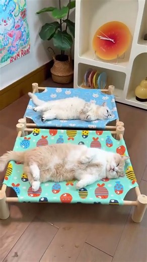 The Best Cat Bed For Hot Days And Cozy Nights