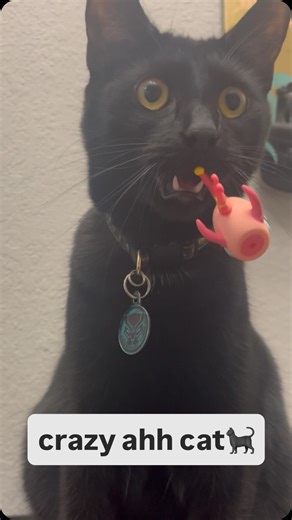 Flop!🐠🫧 on Instagram: "my LPS need therapy fr 🐠🫧 @littlestpetshop #littlestpetshop #littlestpetshops #littlestpetshoptiktok #lps #lpstok #lpscommunity #lpstube #lpscollection #nostalgia #collection #fyp #crazycats #toys #comedy #girlhood #trialreels #cat #cats_of_instagram"