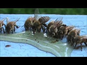 Honey Bees Eating Honey