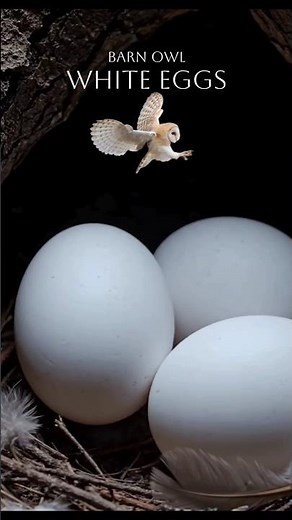 Learn bird egg colors: blue, white, green, speckled, blotched, and glossy.#BirdEggs #virtualreality