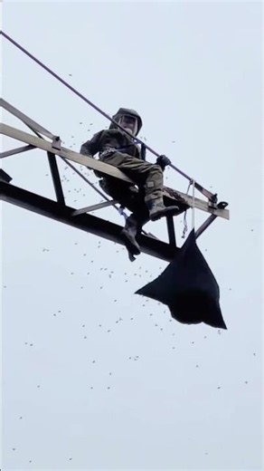 How to Handle Giant Hornets Safely #hornetnestremoval #wildliferescue #gianthornets
