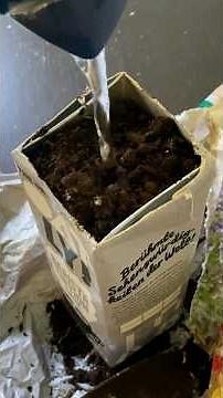 FS25 Fava bean mod? We're planting one at home!