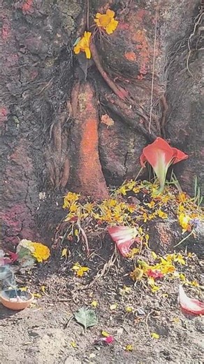 Its not a cobra but beautiful flower on base of pipal tree on Saturday morning