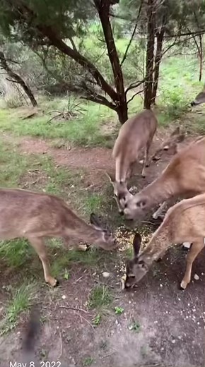 Bears (@bearsandmore2)’s videos with sonido original - Bears