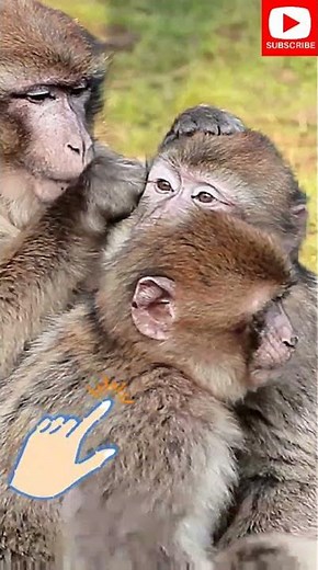 Why Monkeys Can't Stop TICKLING Each Other