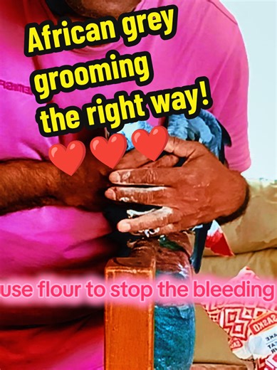 African Grey Grooming: The Right Way!