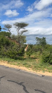 Watch as this baby giraffe stays close to mom. How cute is this tiny tall neck? #giraffe #babyanimals #safari #wildlifephotography #wildlife #krugernationalpark | Phil on Safari