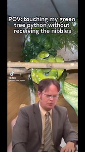 21K views · 299 reactions | Some days it’s a win #gtp #aru #biak #greentreepython #python #pythons #snake #snakes #snek #reptile #reptiles #reptilesofinstagram #reptilelover #reptilekeeper #pet #pets #daily #instagram #tiktok #reels #cute #fun #happy #ballpythonsoftiktok #boise #idaho #funny #sorong | Black Lake Reptiles | Facebook