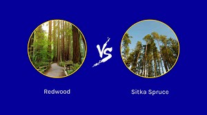 Redwood vs. Sitka Spruce Tree: 5 Differences Between These Towering Giants