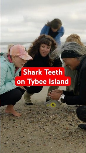 Searching for Shark Teeth on Tybee Island