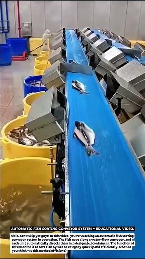 Automatic Fish Sorting Conveyor System – Educational Video.