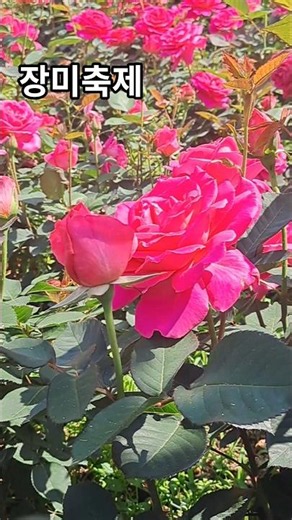 백만송이 장미축제 / Million Rose Festival / 百万朵玫瑰庆典 / 꽃말 : 사랑 · 열정 · 행복한 순간