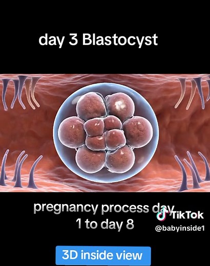The Pregnancy Process Explained: Days 1 to 8
