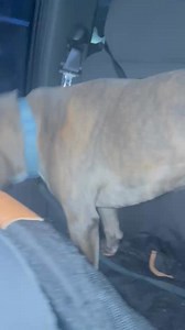 ‼️Duke Out ‼️ For FAR TOO MANY months this sweet boy has been waiting for his heroes. Kristina Venditto and @Andrew Barber, we will never be able to thank you enough for advocating for him and never giving up!❤️ It's only appropriate that you provide him his first leg of his freedom ride! Live big sweet Duke. We love you forever.❤️🥺 #RearviewMirror #Village❤️ | Kentucky River Regional Animal Shelter