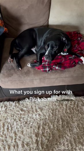 The Ultimate Guide to Pit/Lab Mix Dogs