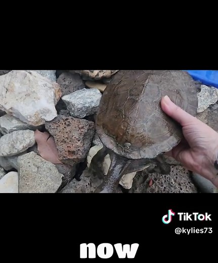 Training Your Turtle: Tips and Techniques