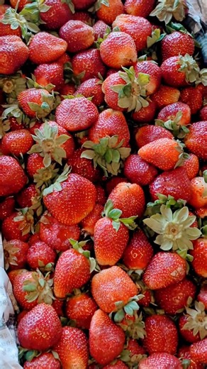 Rozana taaza mandi rates dekhne ke liye channel ko Subscribe karein aur bell icon zaroor press 2-4