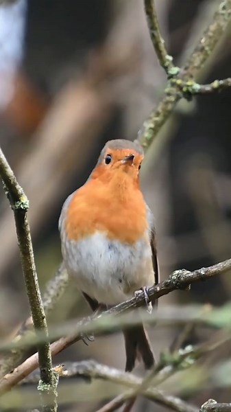 Birdfact (@birdfactofficial) - Understanding the Songs of Male European Robins