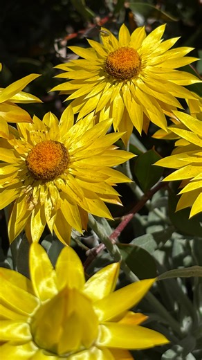 Emily and Olive 𓆤 | Varroa mite isn’t just a bee problem… it’s an industry problem But what aren’t we being told about treatments? And why does the commercial... | Instagram