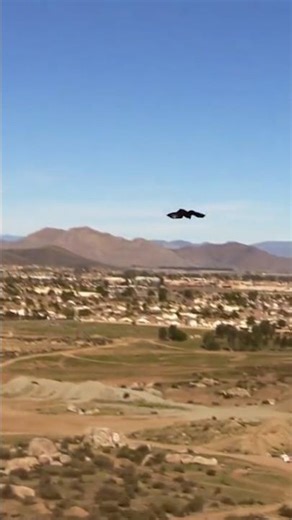 The golden 🦅eagle flying in the sky suddenly swooped down on the 🐰Rabbit#youtube #birds🦅 #wildlife