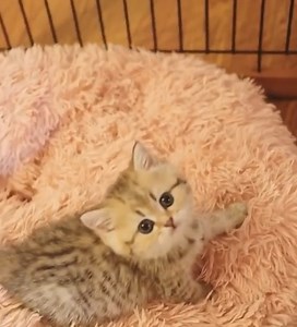 97K views · 8.1K reactions | Great Cat Video - Funny Cat | Cats so Fun | Facebook
