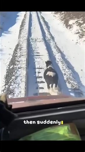 Train vs Cow—Seconds From Impact… Then This Happens #Emotional #CaughtOnCamera #emotional #animals