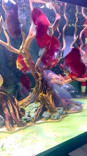 Beautiful Rose blue rim discus ❤️