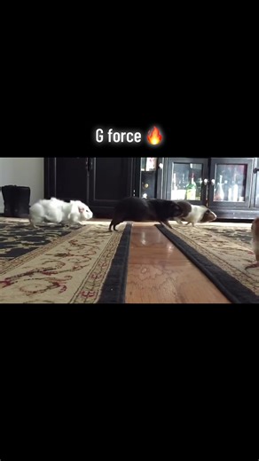 Understanding G Force in Guinea Pigs