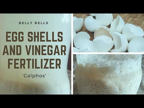 Egg Shell and Vinegar Fertilizer ( Calphos ) | Step by Step Guide | Home Made Fertilizer
