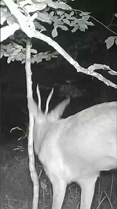 A male roe deer at night during the rutting season