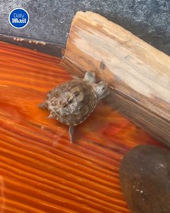 27K views · 378 reactions | DoubleHeader defying the odds  | Daily Mail Video | Facebook