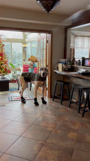 December 31, 2025 As 2025 comes to a triumphant close, Mother Nature has blessed us with a refreshing winter wonderland. Kako and I are about to embark on a thrilling walk, but first, we'll gear up with our warmest attire. A practice session in the house will get us ready. Happy New Year's Eve. | The Life of Shauna, Kringle, and Kako