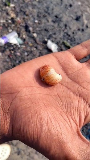 Sea Shells 🐚#oscarfish #fish