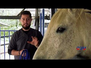 Técnicas de Sujeción y Manejo Seguro en Equinos, Guía para Veterinarios y Estudiantes | Uniremington