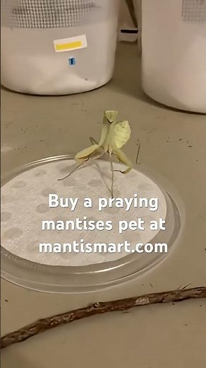Praying Mantis Dance