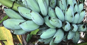 Blue bananas have people traveling to Arizona from all over the world for a tree