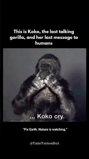 Koko, the Gorilla and her last message to humans😢🥹 #historyshorts #animalfacts