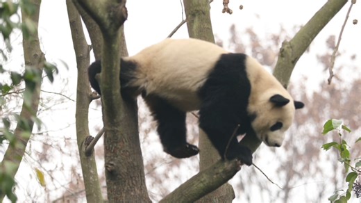 The panda moves skillfully between branches, turning the treetops into a playground. (Ji Ran) #panda #HiPanda #ChengduPandaBase #PandaFun For more panda information, please check out: https://en.ipanda.com | iPanda