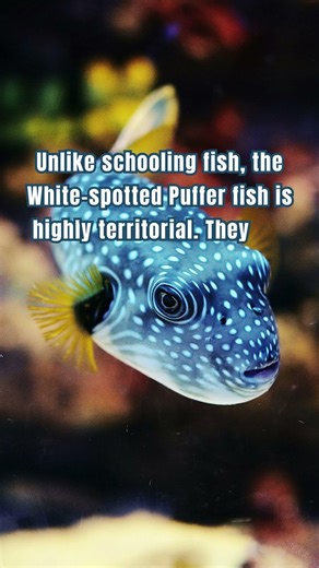 The Fish That Is 1,200 Times Deadlier than Cyanide! 🐡💀 #Shorts #pufferfish #oceanfacts