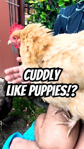 CUDDLY LIKE PUPPIES!! 🐔💕 My chicken loves to snuggle in my armpit lol