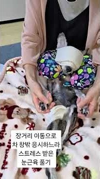 고령견 눈 피로 마사지#잘살개아카데미#노령견집중케어#노령견고령견전문가교육#반려견경혈마사지#근막경선마사지#노령견집중케어전문가과정#펫마사지테라피스트 #노령견케어 #눈온찜질 #귀문마사지