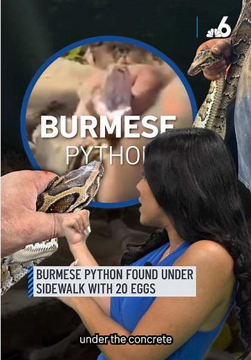 We are right in the middle of Burmese python nesting season in South Florida, and one recent discovery is highlighting just how adaptable this invasive species has become. A python was found hiding underneath a sidewalk, guarding 20 eggs in Cutler Bay.⁠ ⁠ The snake was discovered by a man walking nearby, who noticed movement under the concrete. What he saw next was something most people would never expect in a neighborhood setting.⁠ ⁠ #python #burmesepython #nestingseason #wildlife #snake