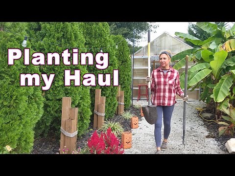 Planting Clearance Plants and Extending Flowerbeds in My Carolina Garden