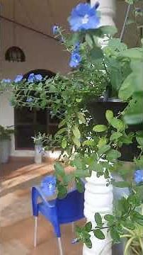Evolvulus alsinoides ,dwarf morning glory (Visnukrantha)🌺🌿#floweringplants #trending #plants #herbs