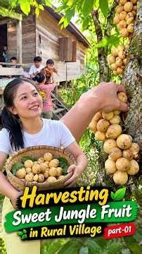 Harvesting Sweet Jungle Fruit in Rural Village 🌿 part-01