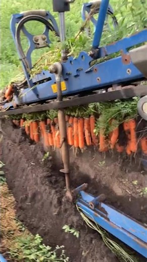 Amazing Carrot Harvesting Machine in Action! | Satisfying Farming Technology Part 1572